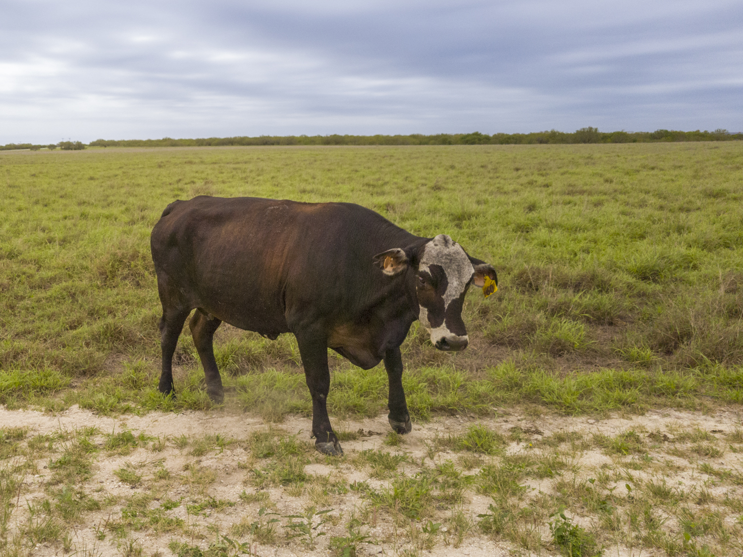 Curious Cow on the Texas Prairie