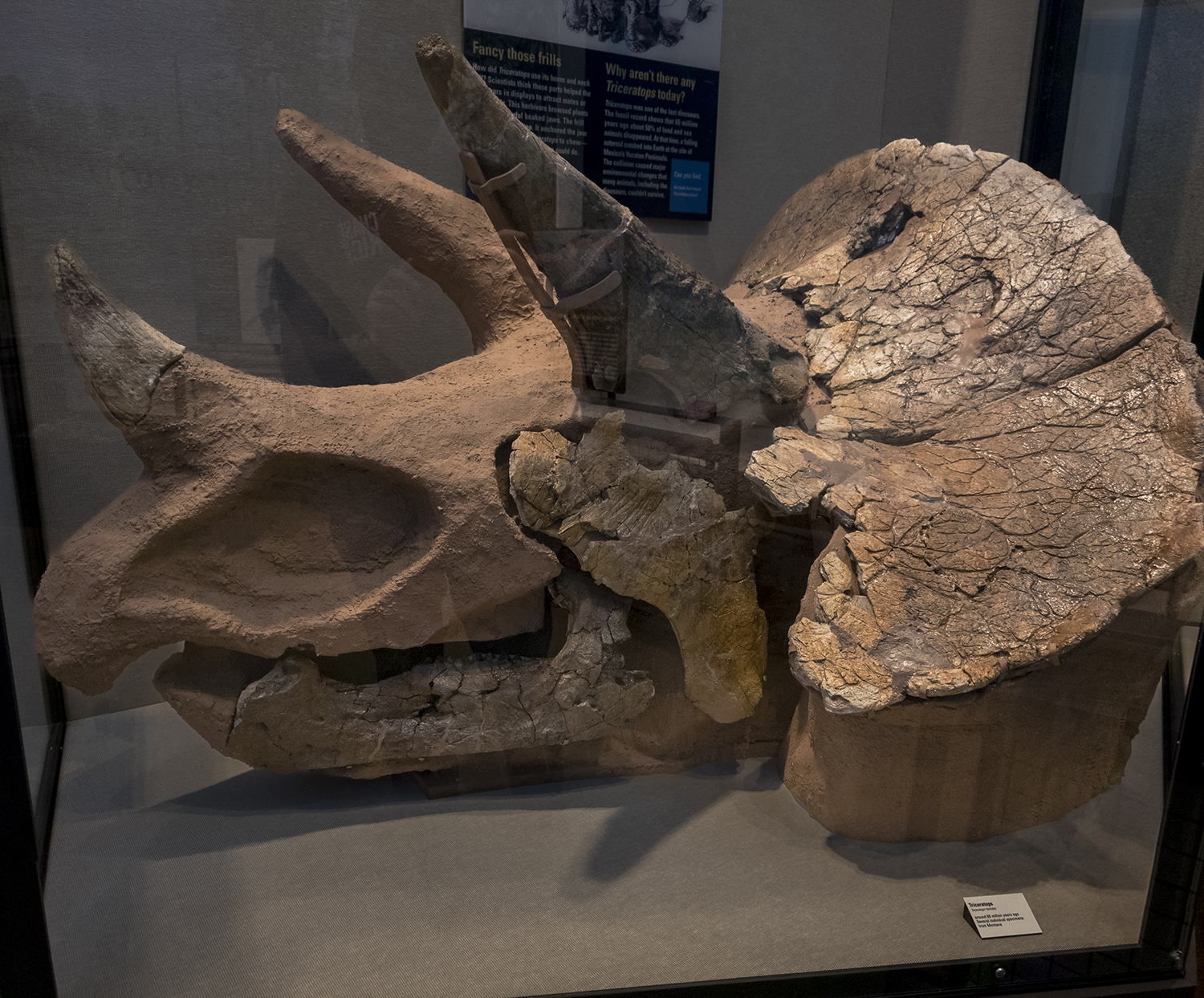 Triceratops Skull Fossil – Ancient Giant of the Cretaceous