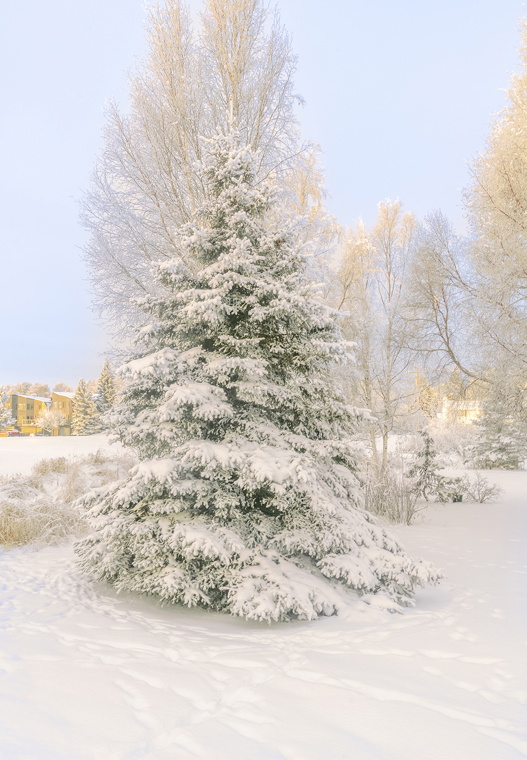 Snow-Covered Evergreen in an Alaskan Winter