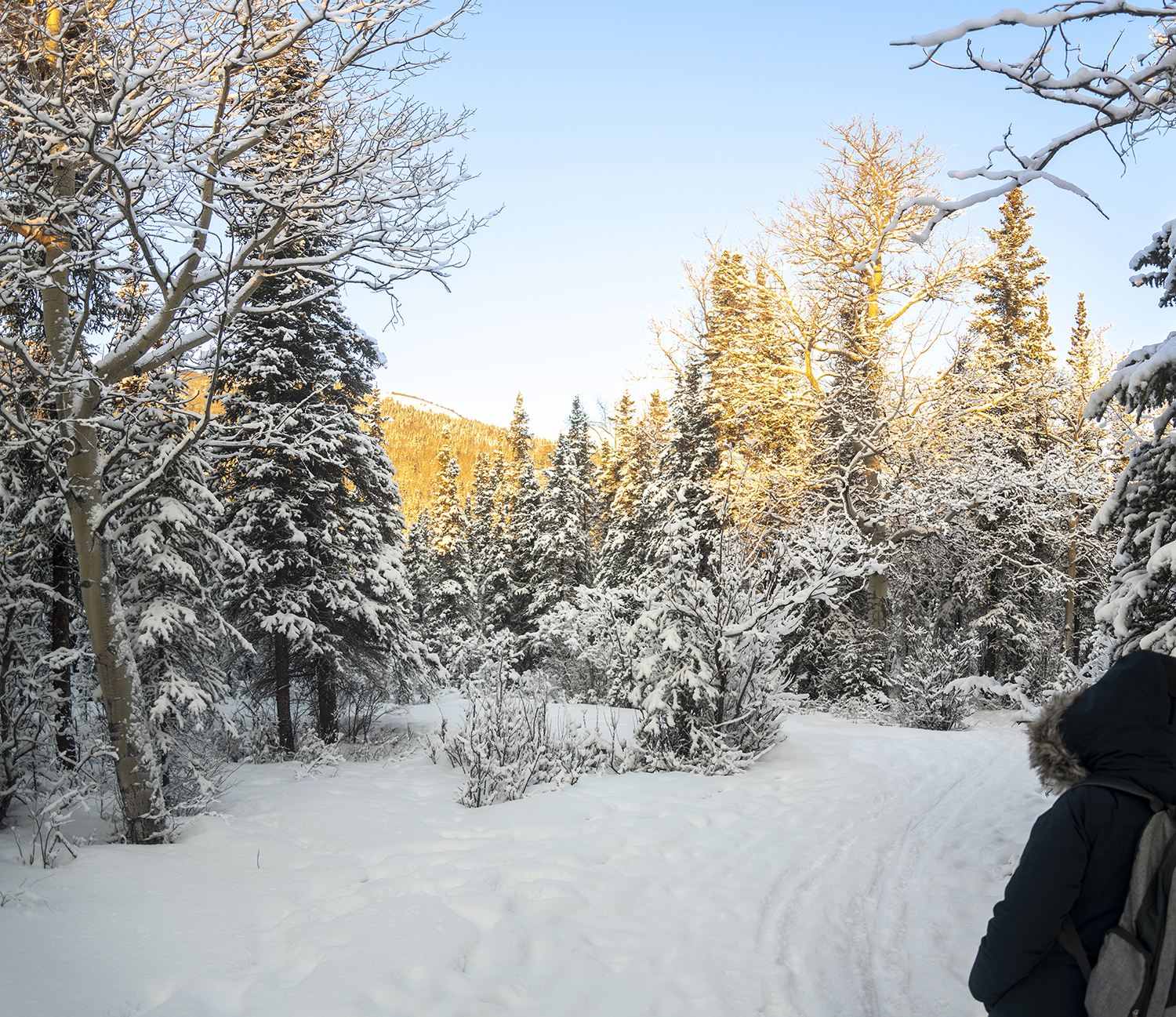 Following the Winter Trail Through Denali