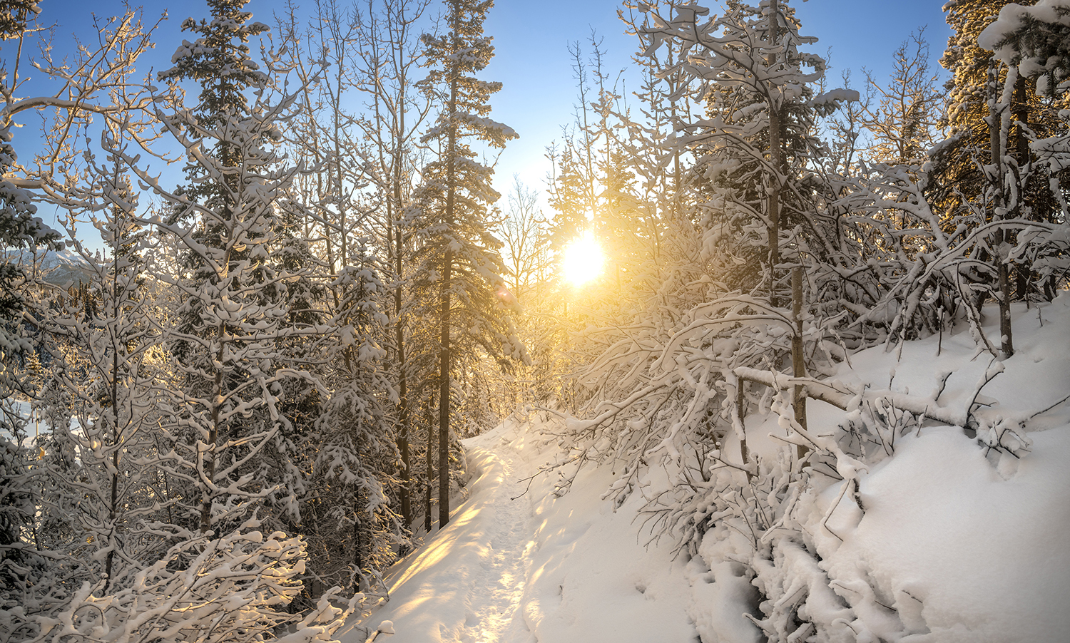 Sunlit Winter Trail in Denali National Park