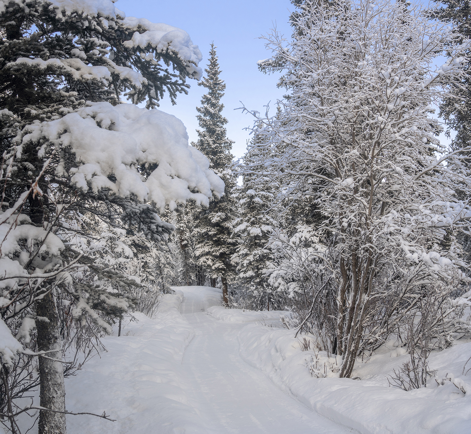Winter Path Through Denali