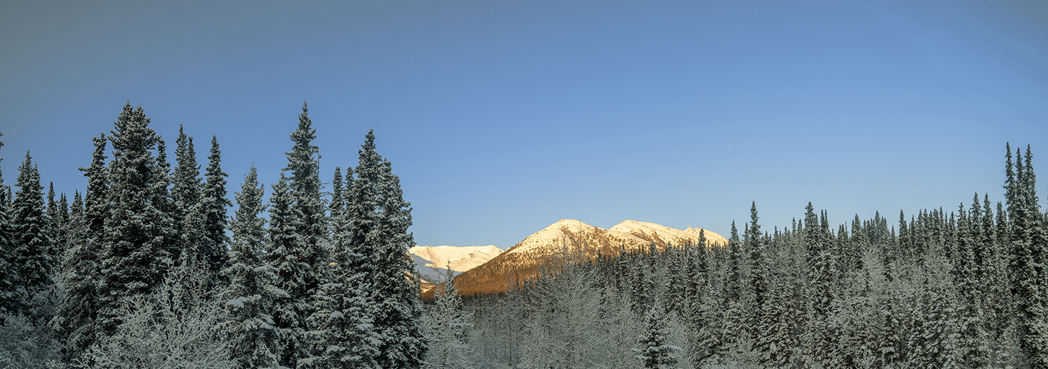 Winter Peaks Above the Denali Forest