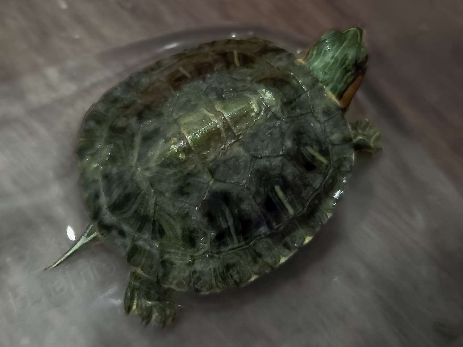Juvenile Red-Eared Slider Exploring the Water