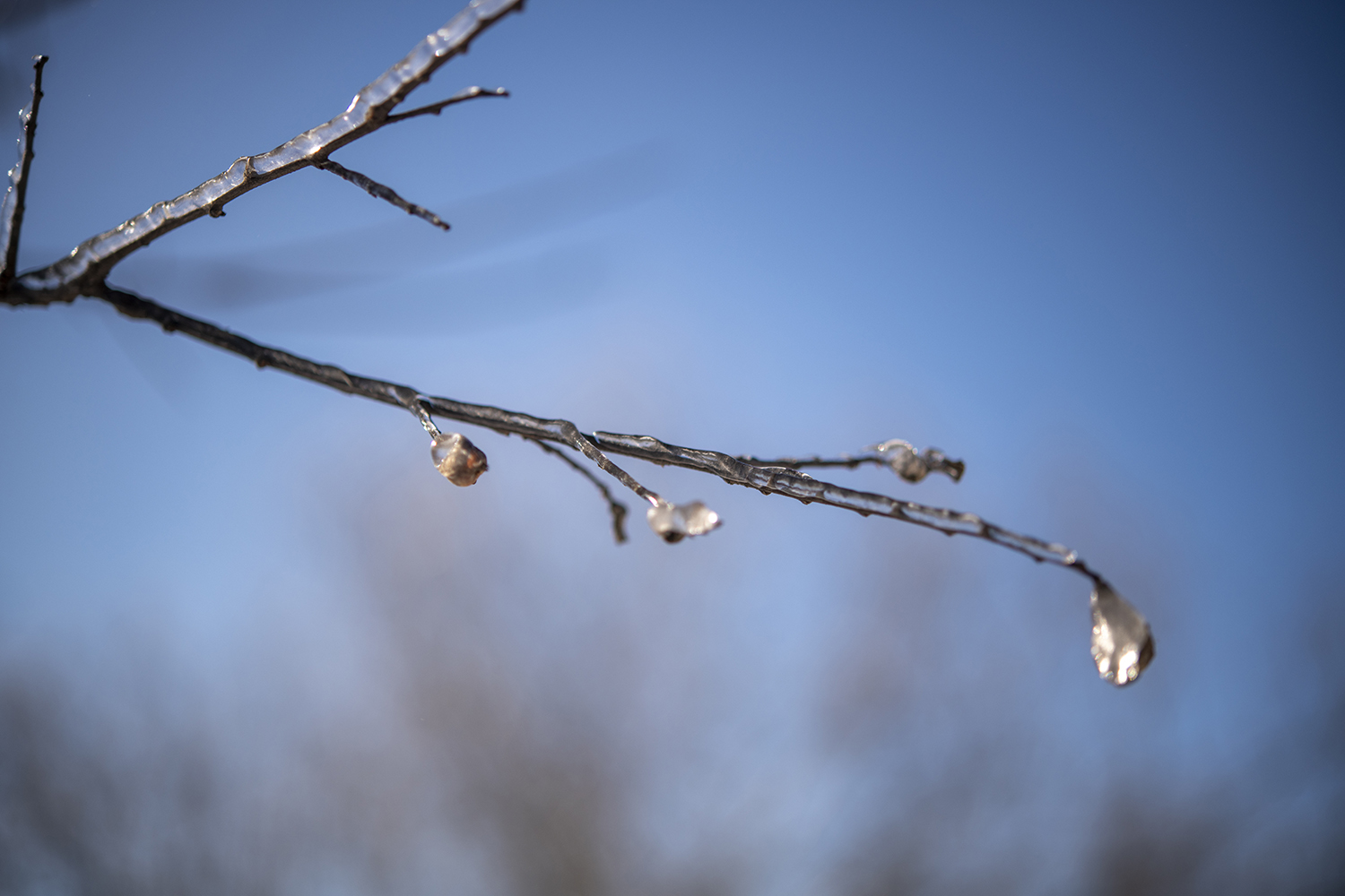 Nature's Crystal Elegance on a Cold Day