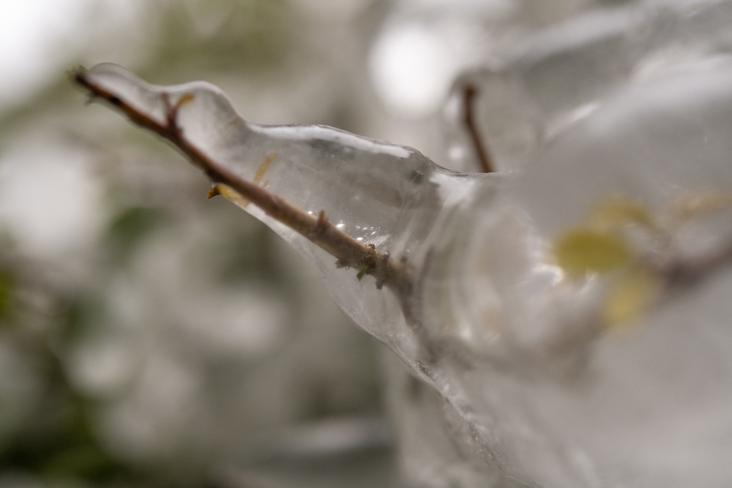 Frozen in Time: Ice Encasing a Winter Branch