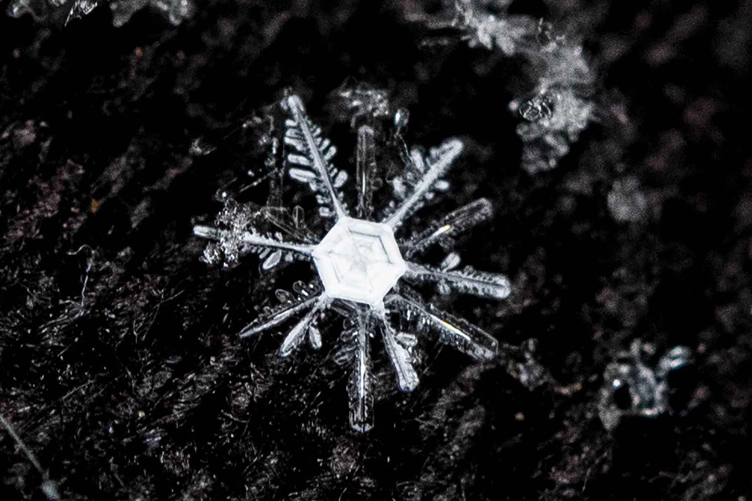 Nature's Frozen Star: Intricate Snowflake Macro
