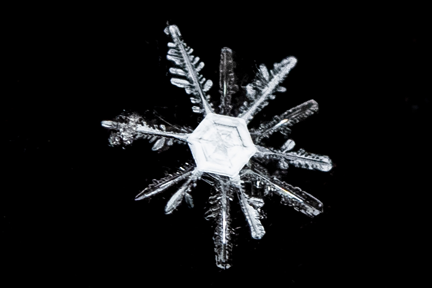 Nature's Frozen Masterpiece: Intricate Snowflake