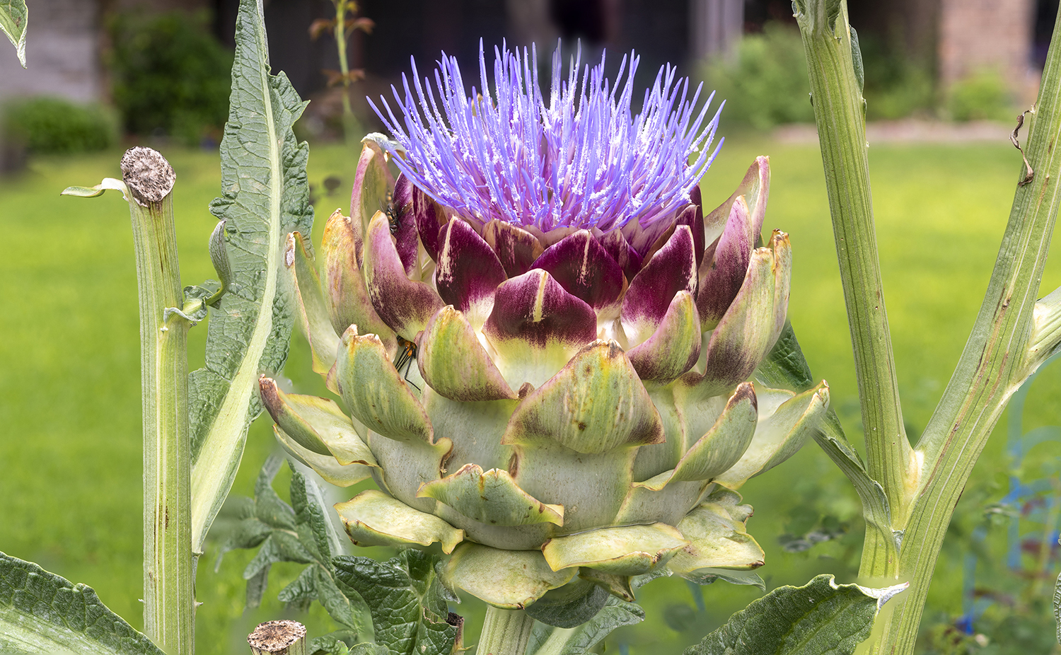 Blooming Artichoke: Nature's Unexpected Masterpiece