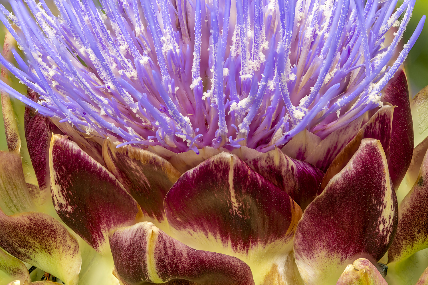 The Hidden Beauty of an Artichoke Blossom