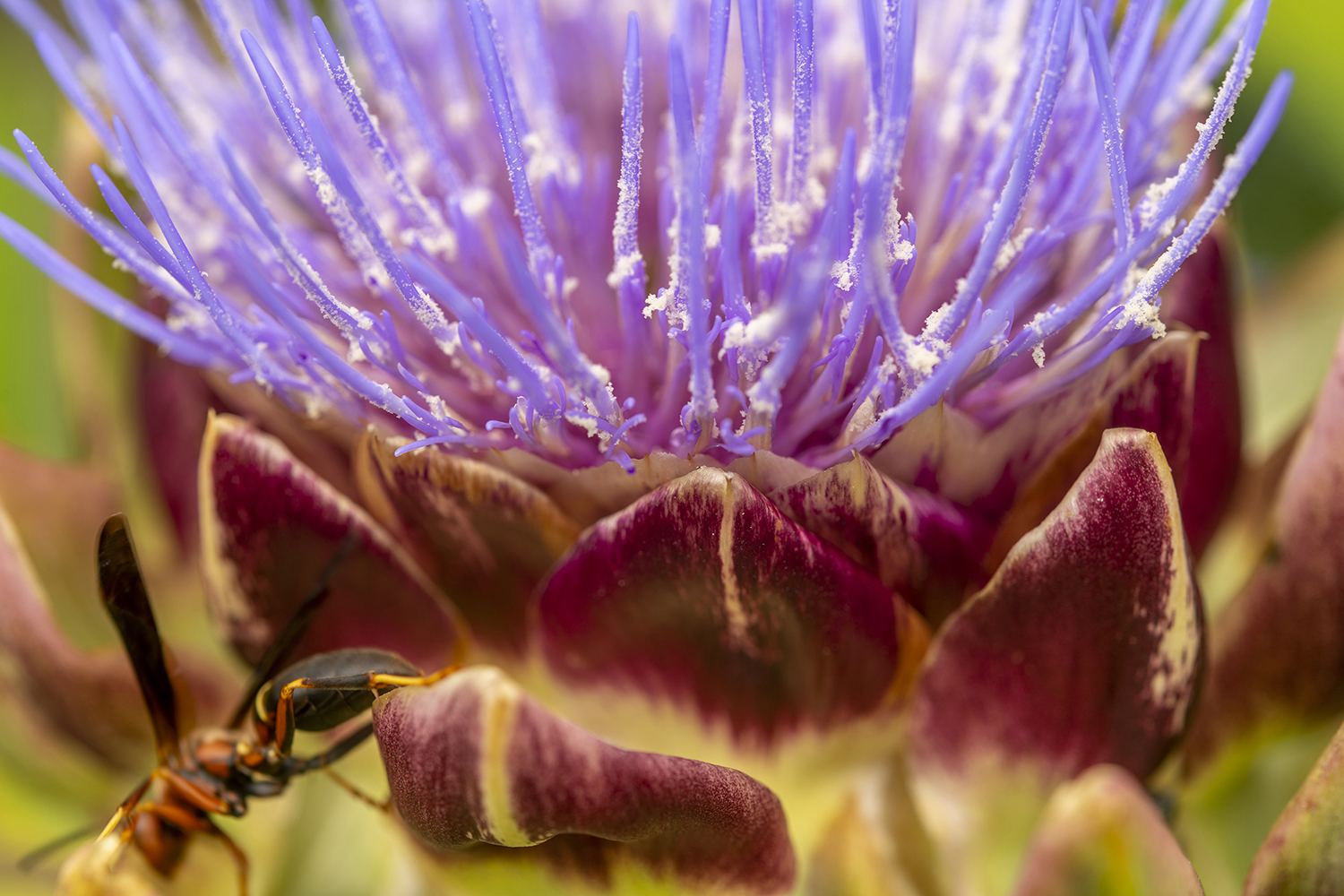 Yellowjacket Among the Artichoke Blossoms