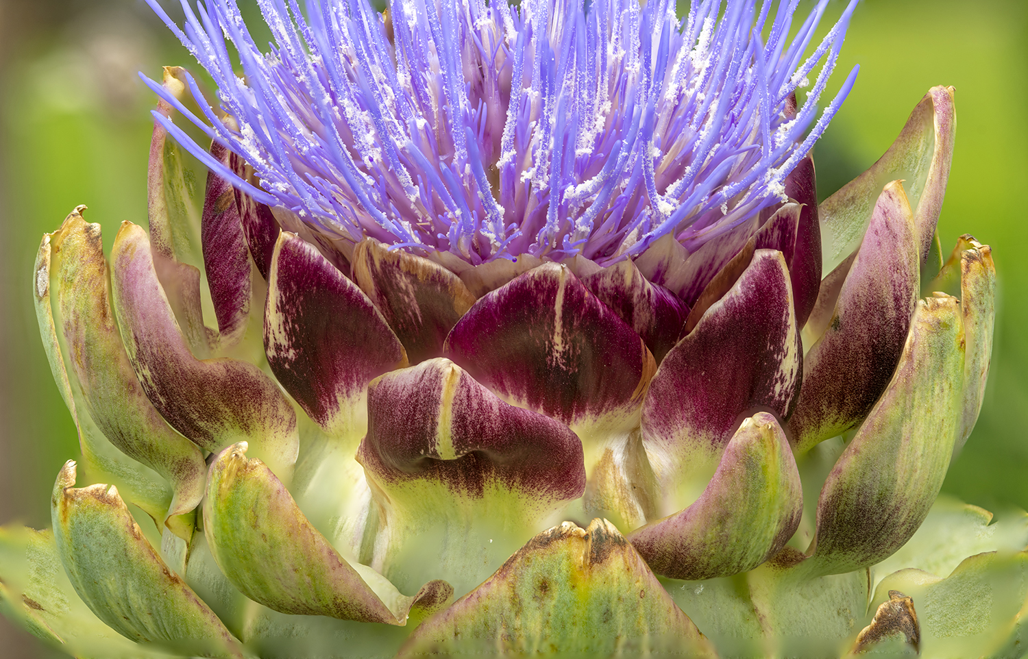 Nature's Hidden Jewel: Blooming Artichoke Macro