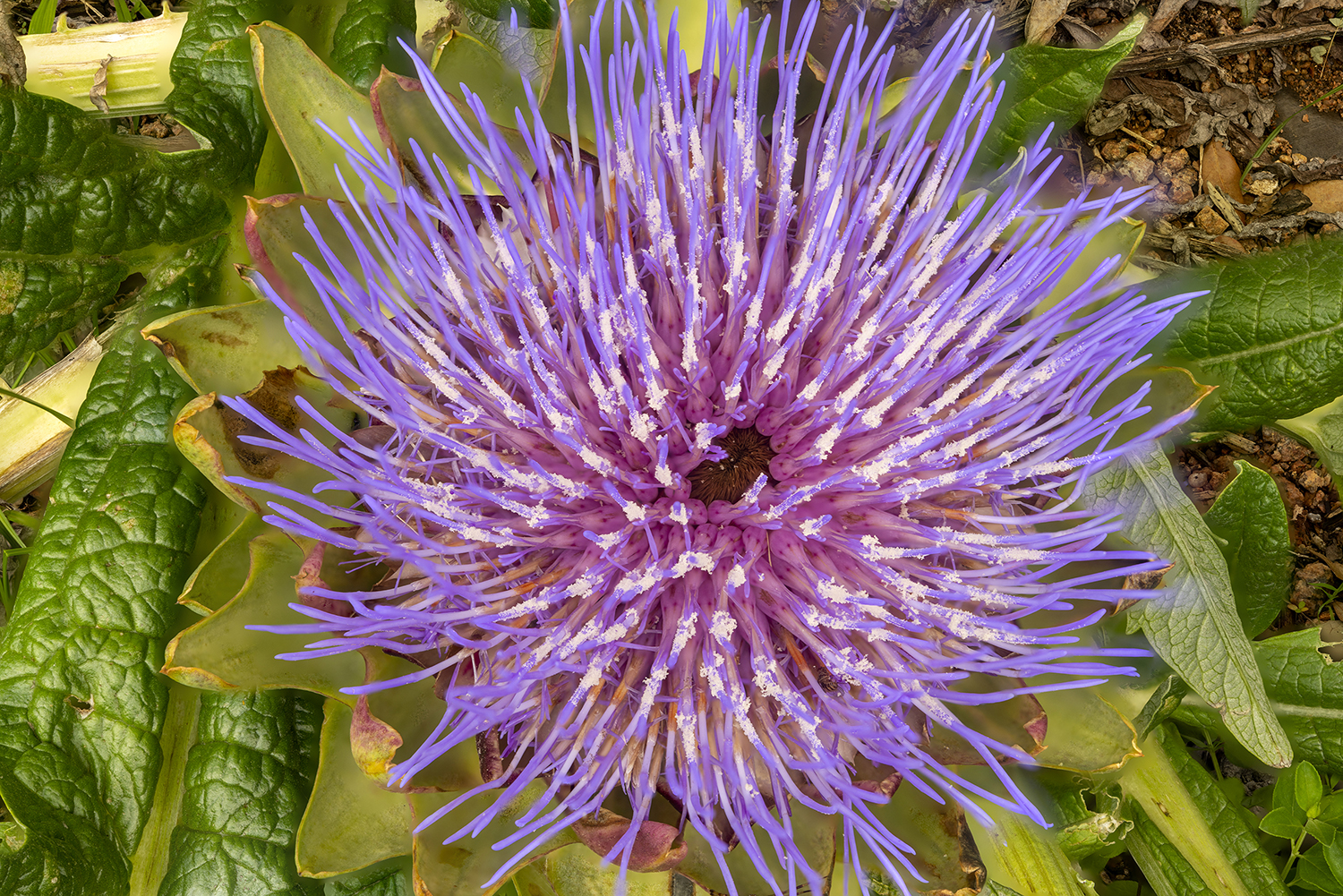 Nature's Crown: Artichoke Blossom from Above