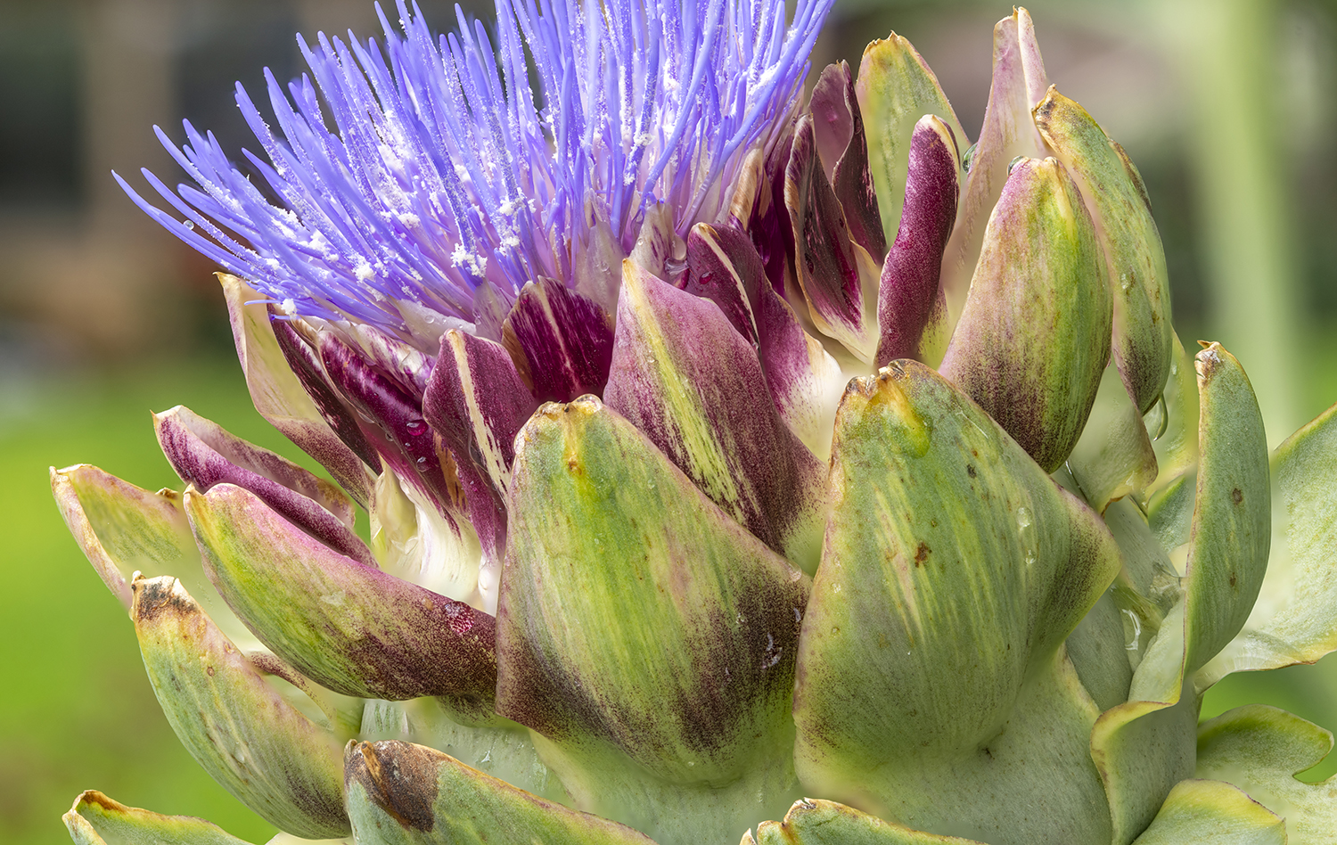 Layers of Beauty: Blooming Artichoke in Macro Detail