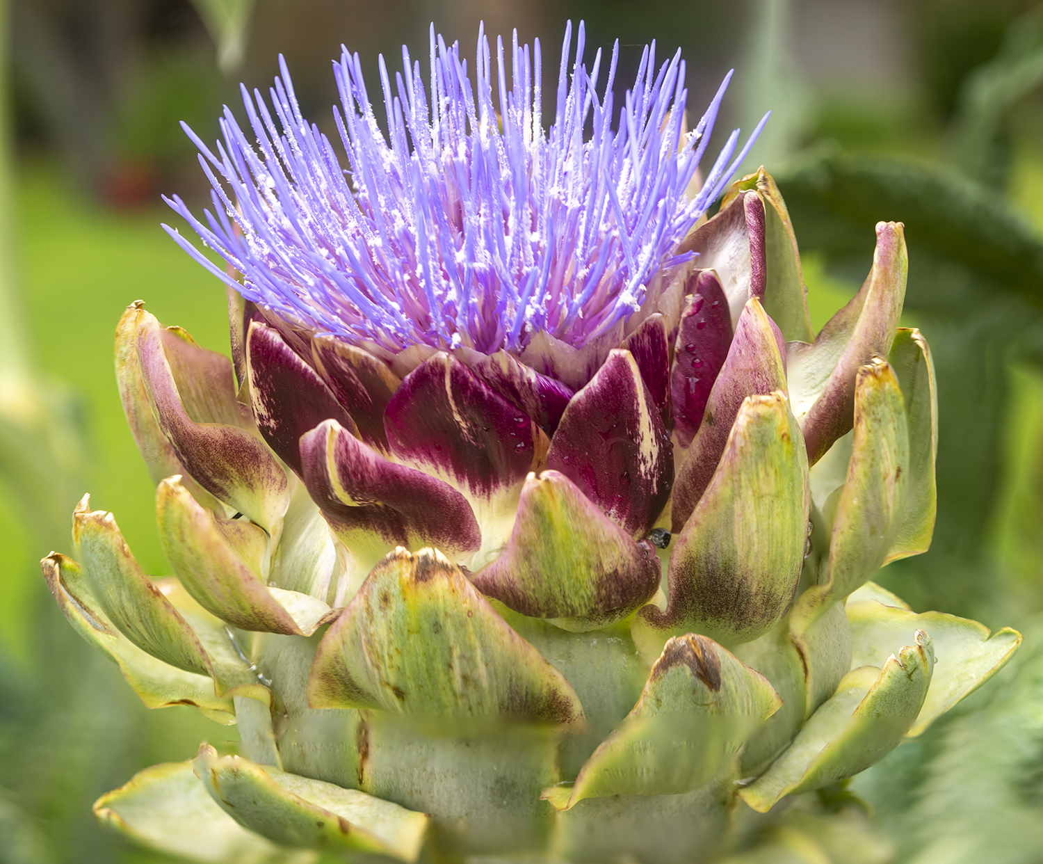Artichoke in Full Bloom: Nature's Hidden Masterpiece