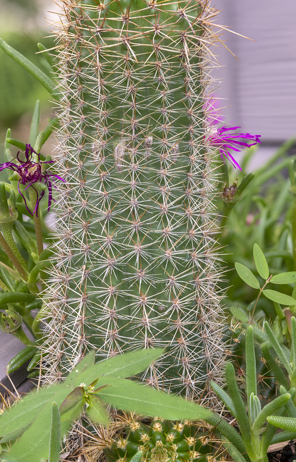 Desert Geometry: The Intricate Beauty of a Spiny Cactus