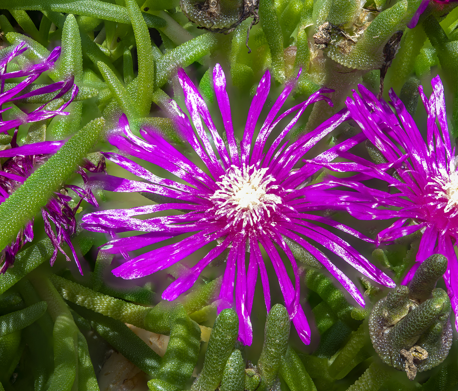 Radiant Ice Plant Blossoms: A Burst of Summer Color