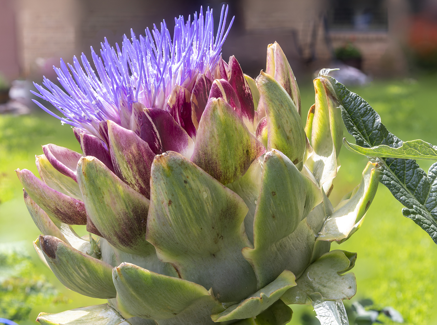 Artichoke in Bloom: Nature's Hidden Purple Crown