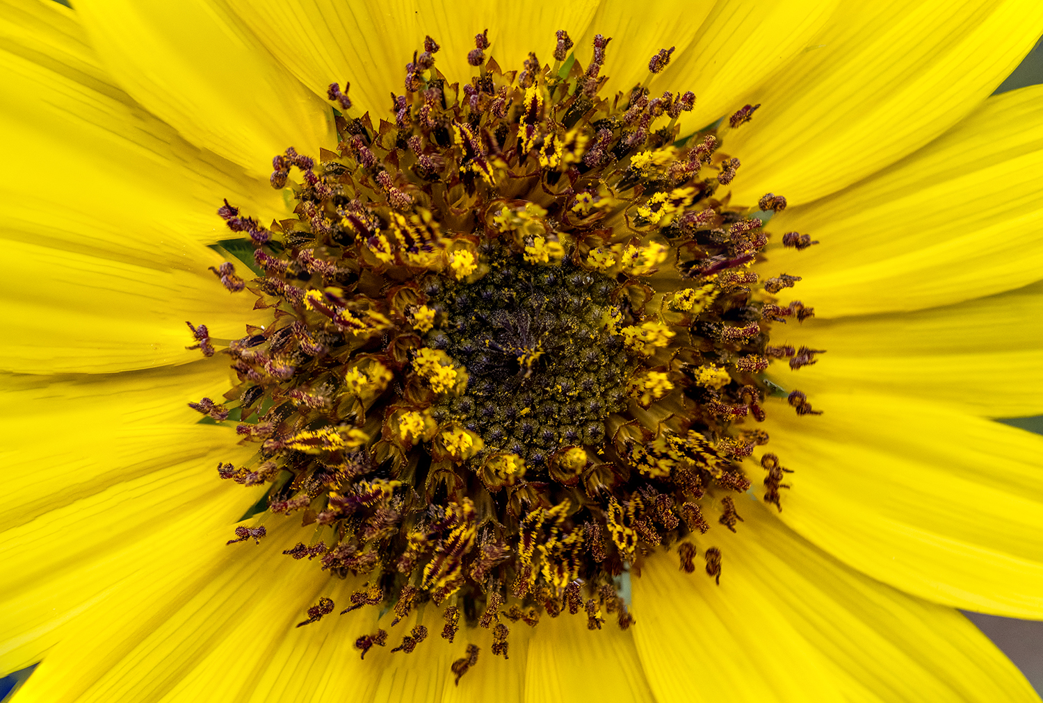 Sunflower's Golden Heart: A Macro Study in Nature