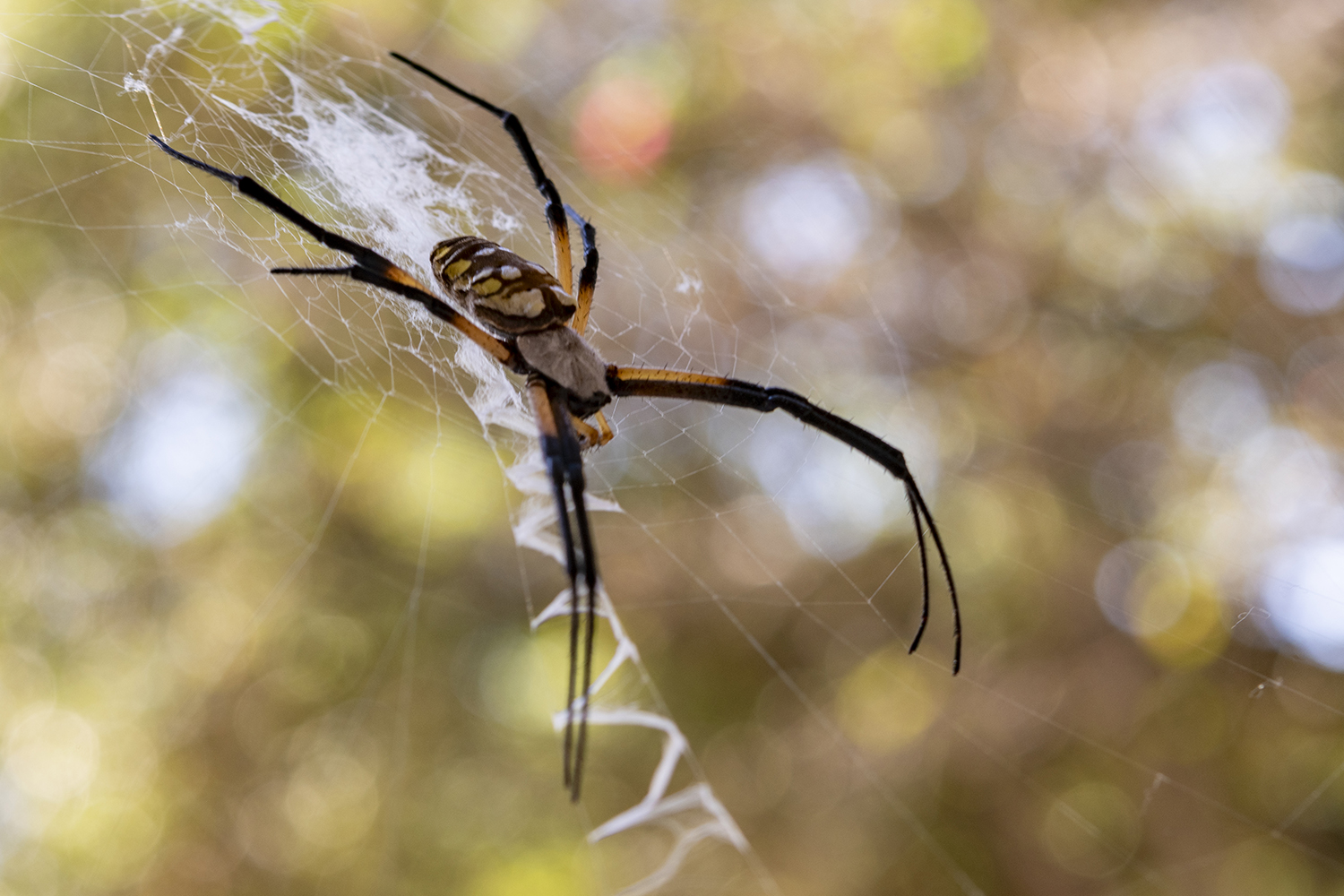 Yellow Garden Spider and Its Zigzag Web