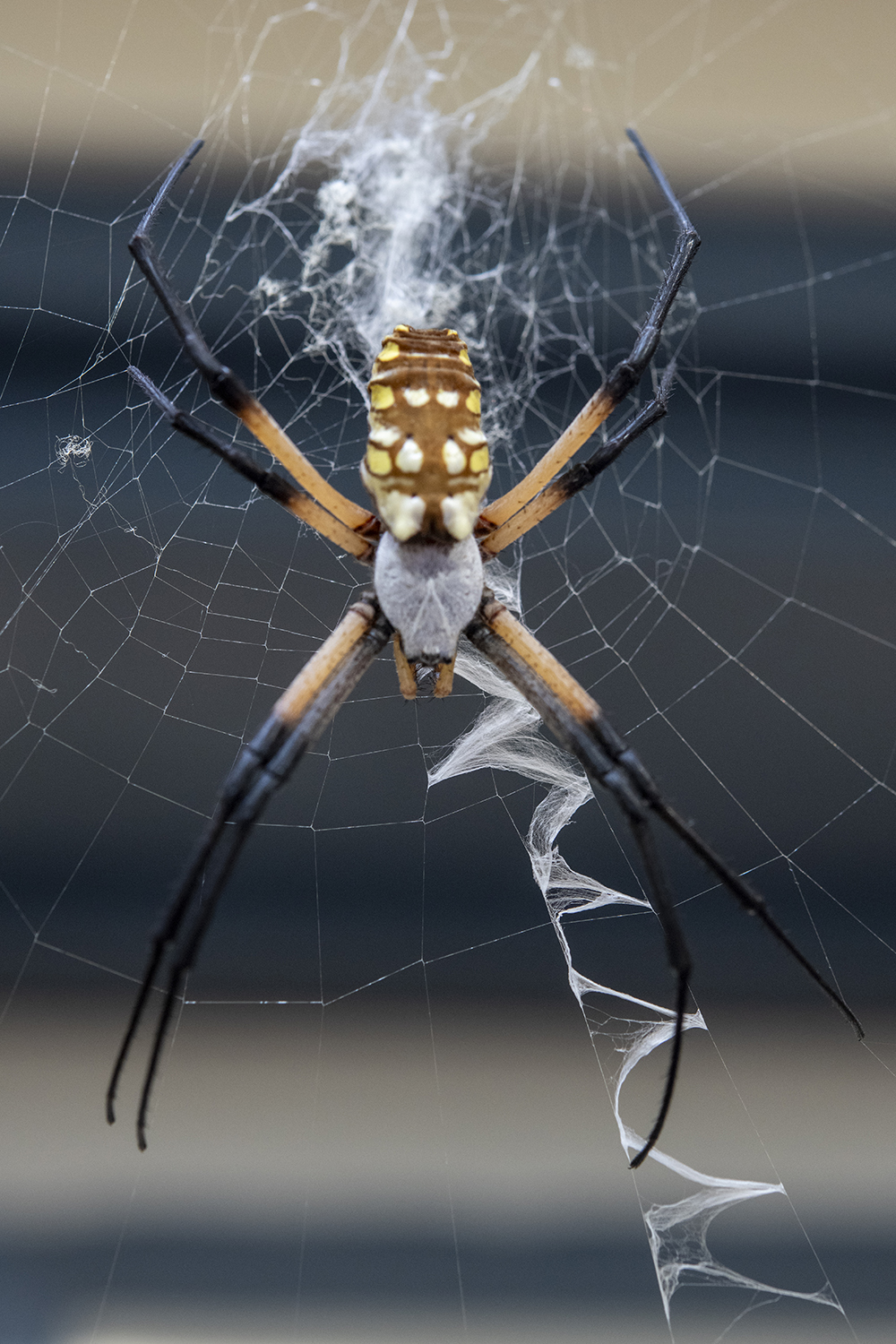 Guardian of the Silk: Yellow Garden Spider in Her Web
