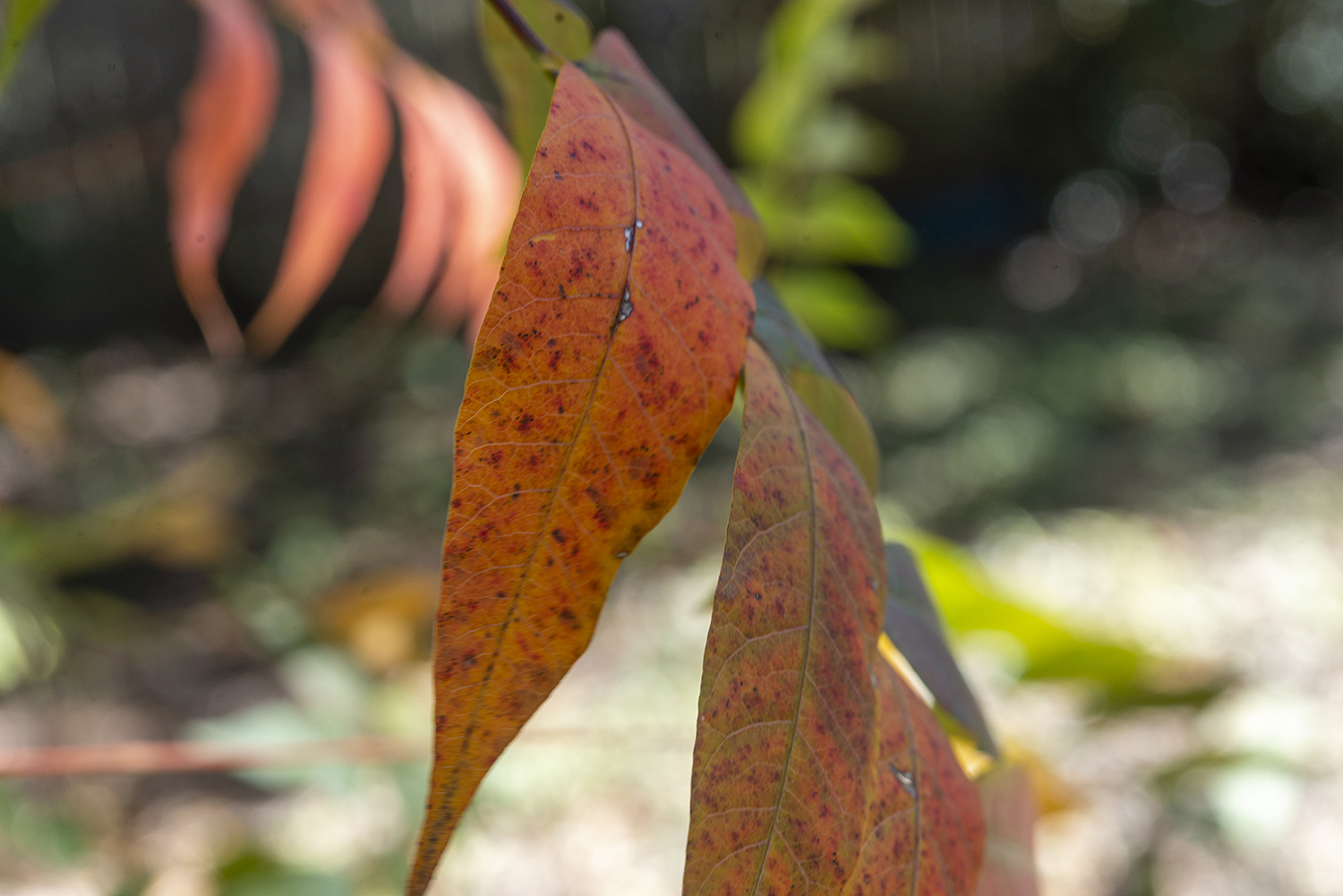 Autumn Leaves in Soft Light – A Macro Study of Seasonal Color