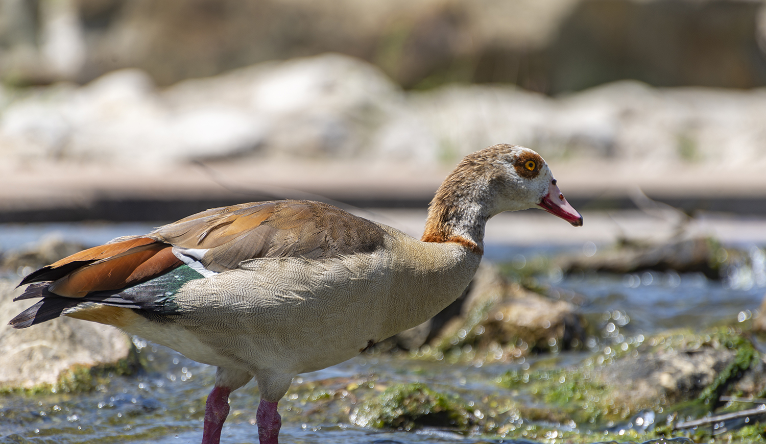 Watchful Waters: Egyptian Goose at Confluence Park
