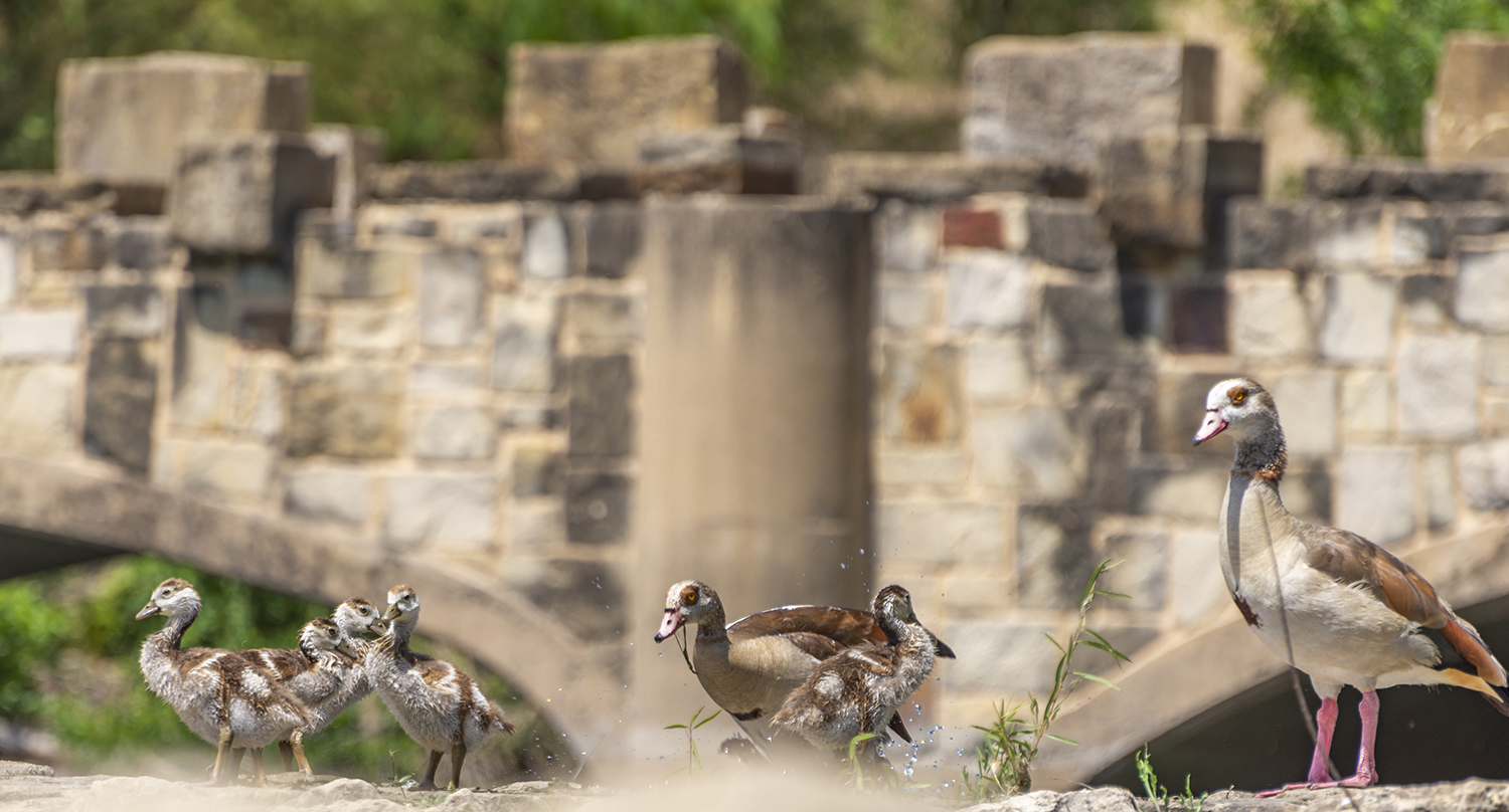 A Family of Egyptian Geese at Confluence Park