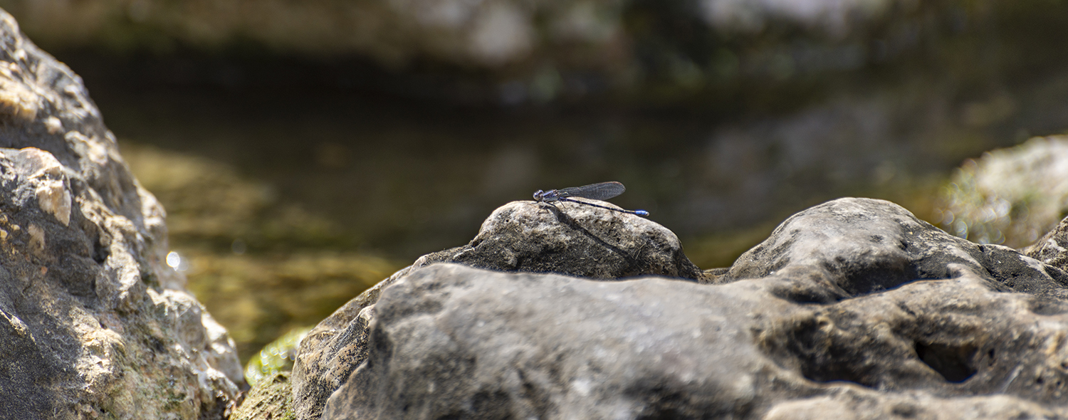Riverjack Resting on Limestone