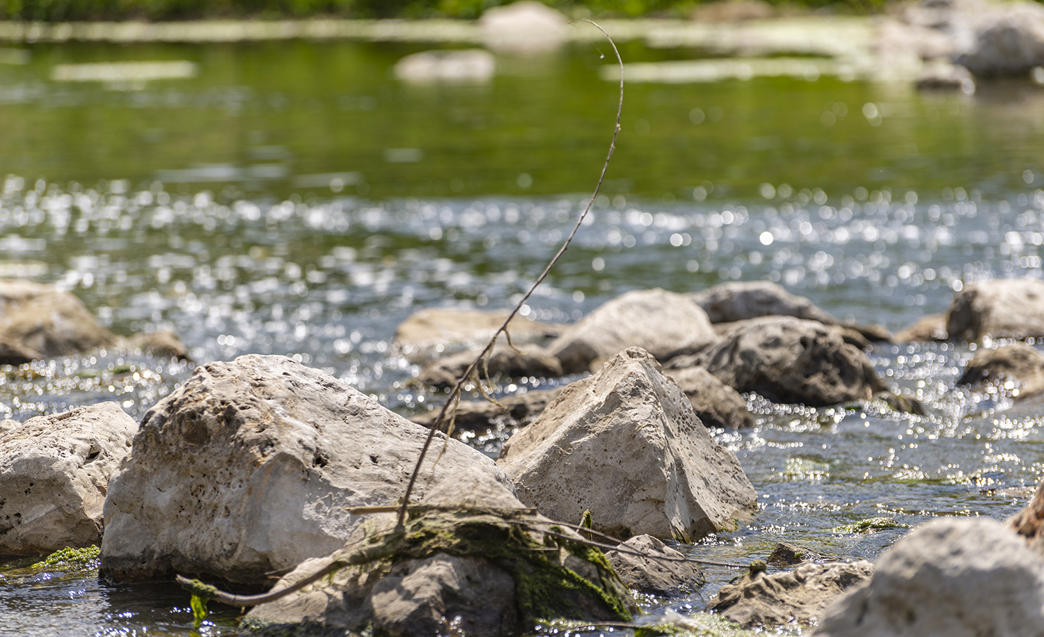 Sunlit Stones Along the San Antonio River