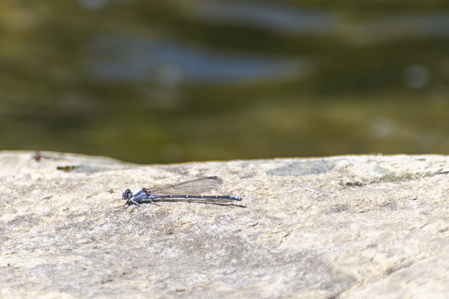 Riverjack Damselfly Along the San Antonio Rive