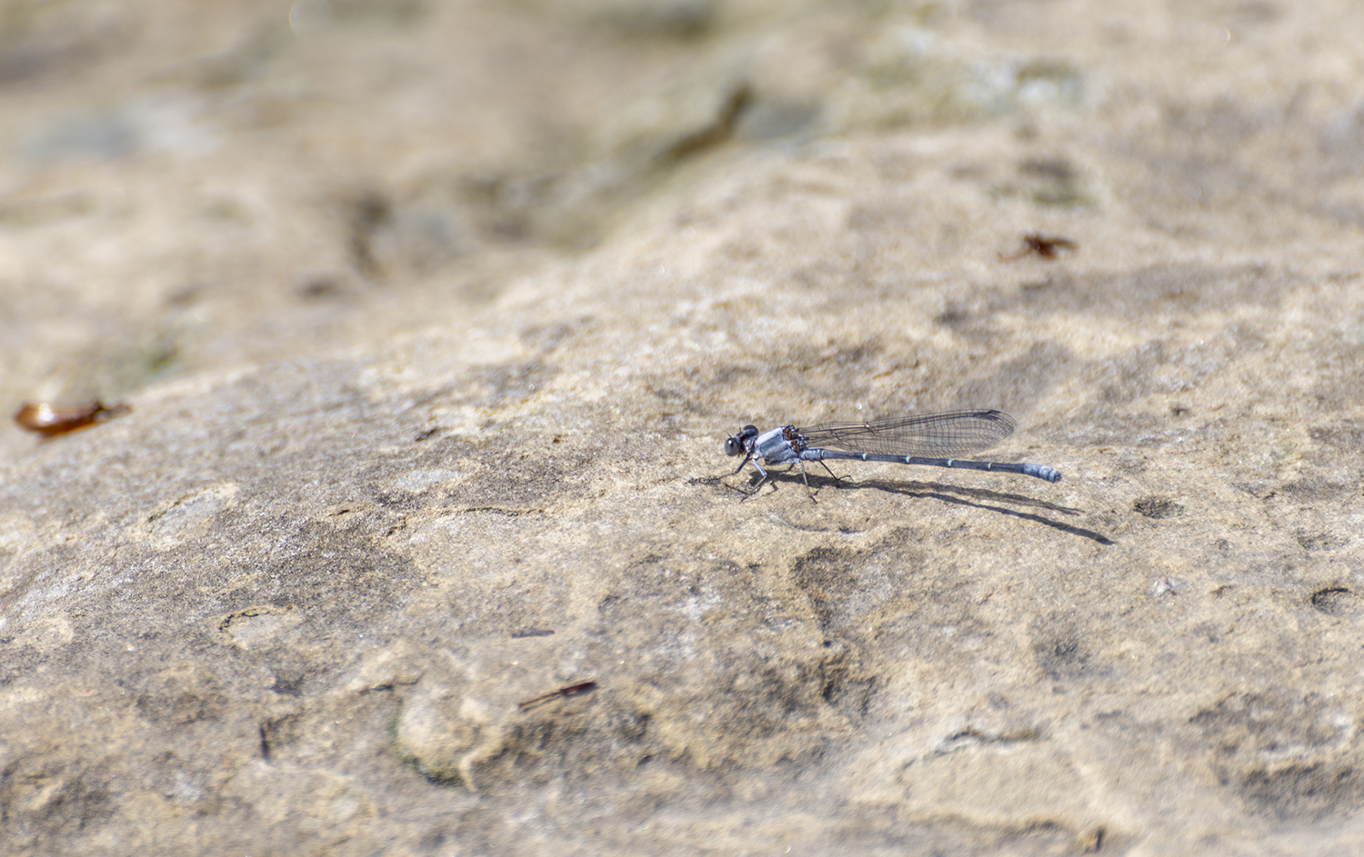 Riverjack Damselfly Resting on Limestone