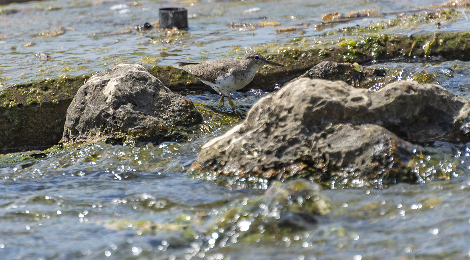 Spotted Sandpiper Along the Flowing Waters
