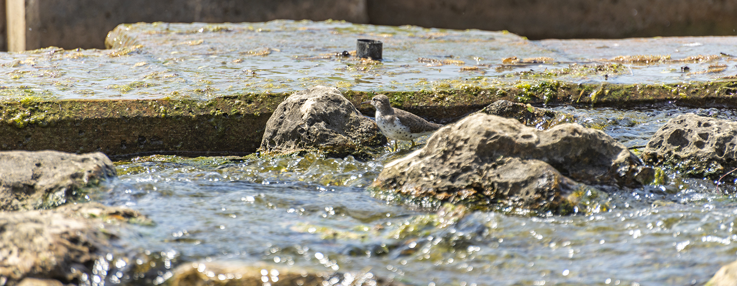 Spotted Sandpiper in the Shallows