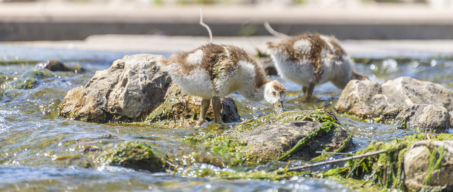 Young Egyptian Geese Exploring the Rapids