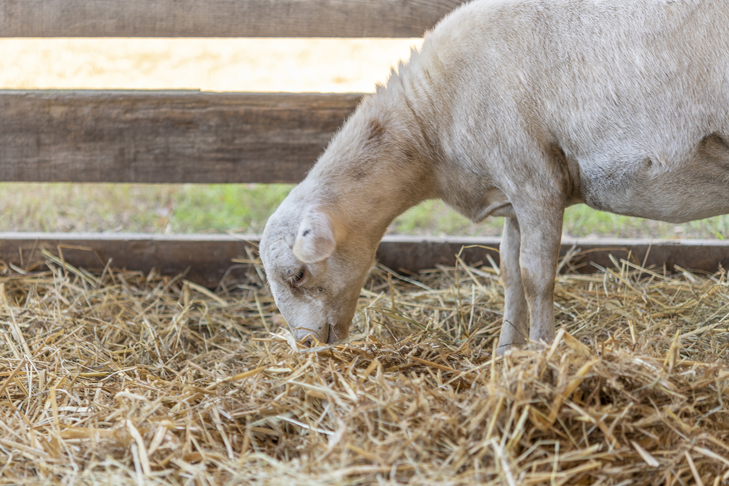 A Quiet Morning Feast at Shlagel Farms