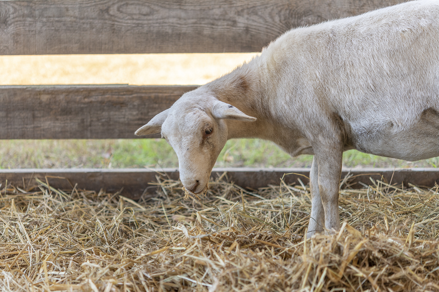 Peaceful Morning at Shlagel Farms