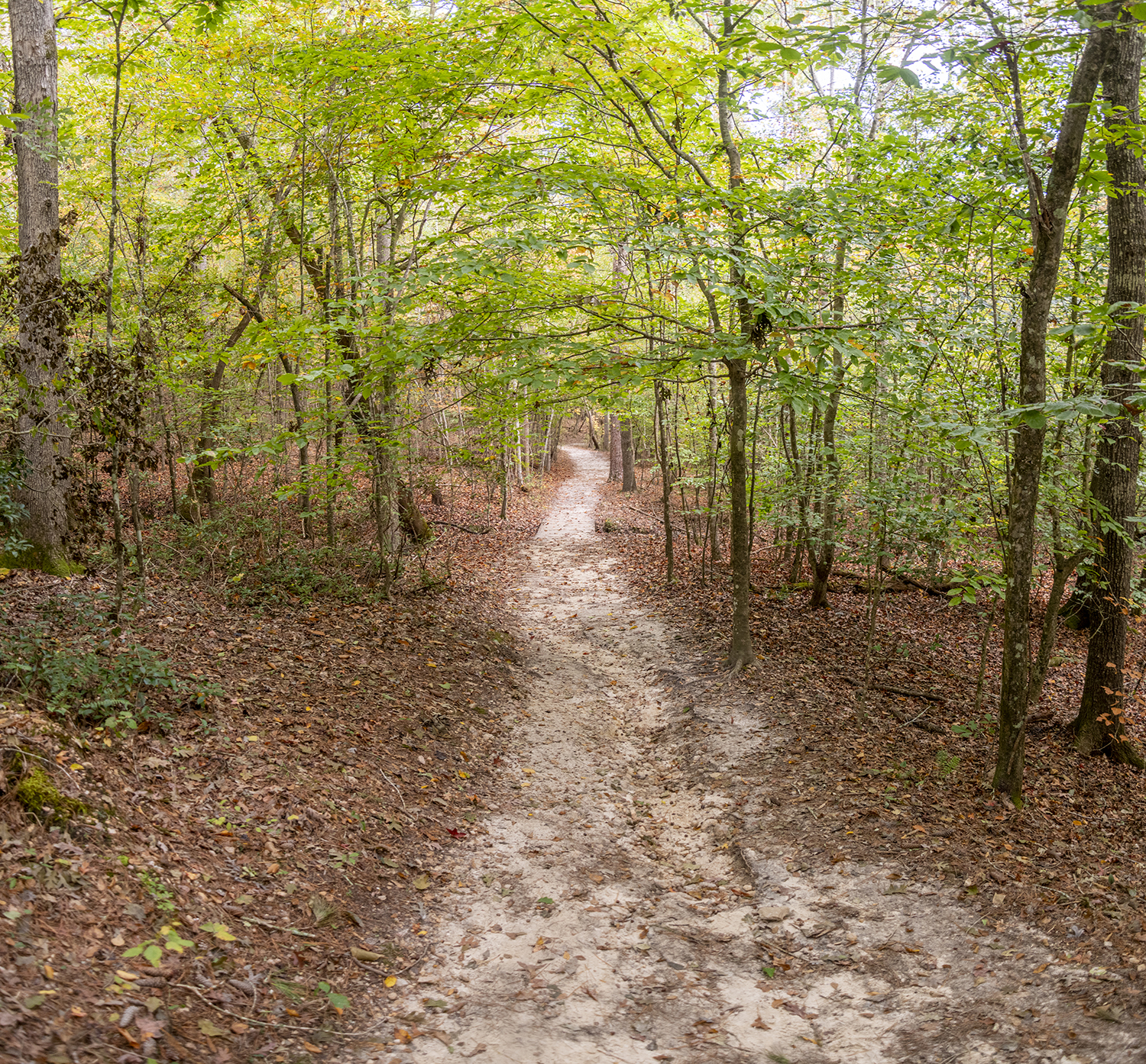 Into the Heart of Raven Rock: A Peaceful Forest Trail