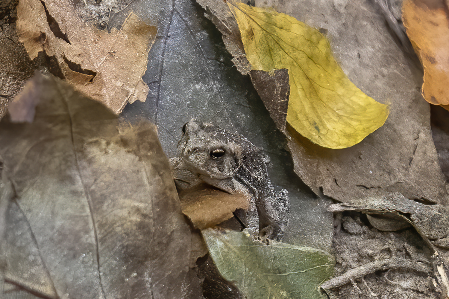 Hidden Among the Forest Floor