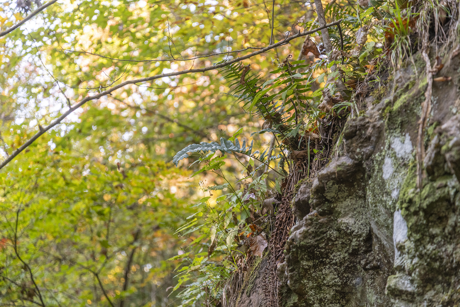 Life Along the Cliff at Raven Rock