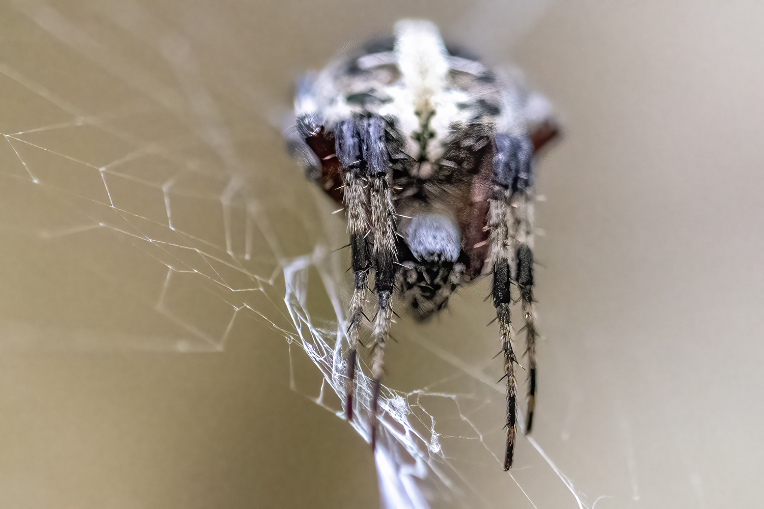 Guardian of the Web: Spotted Orbweaver Macro