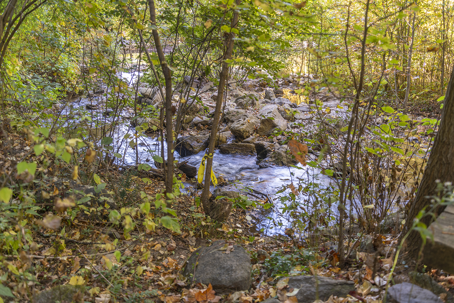 Autumn Creek Through the Forest at Amicalola Falls State Park