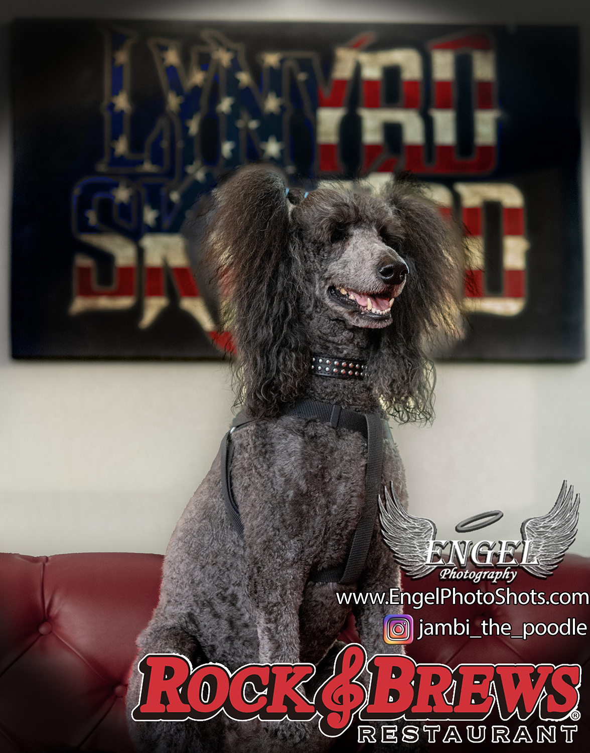Paw-sitively Stylish