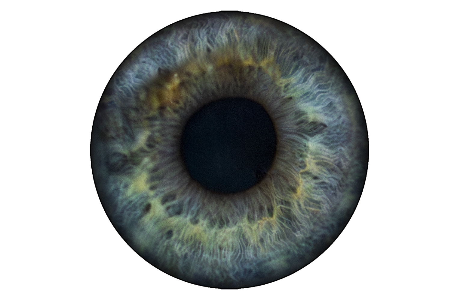 Windows to the Soul: Blue Iris Macro Study