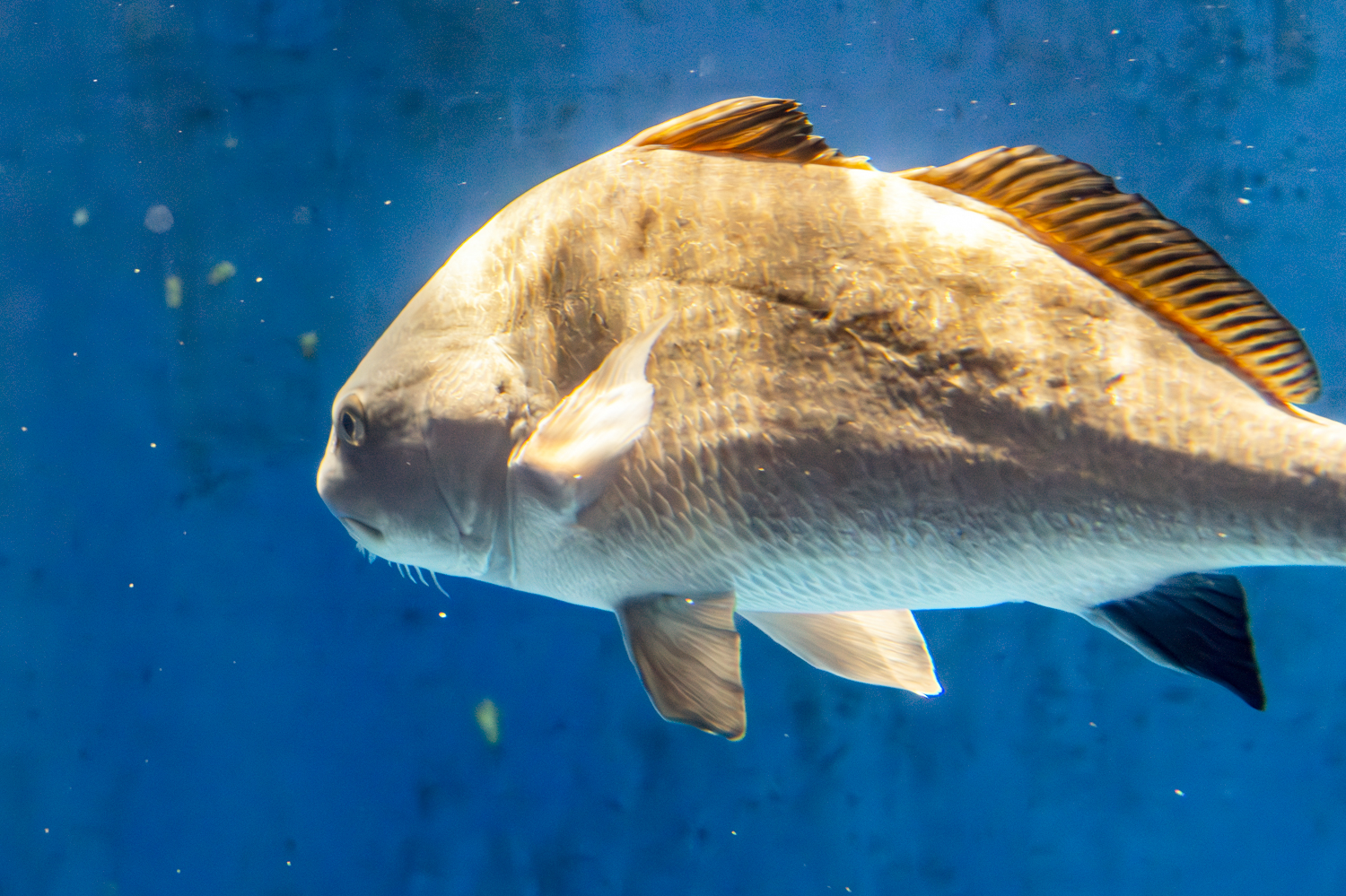 Silent Giant of the Deep: Black Drum in Blue