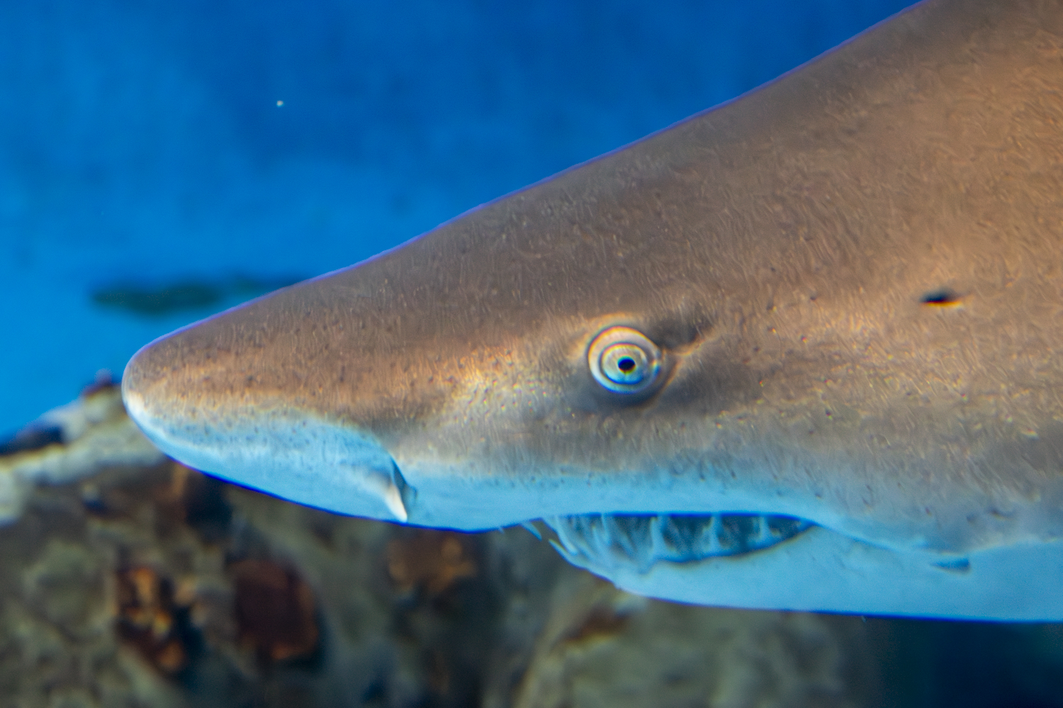 Eye of the Nurse Shark