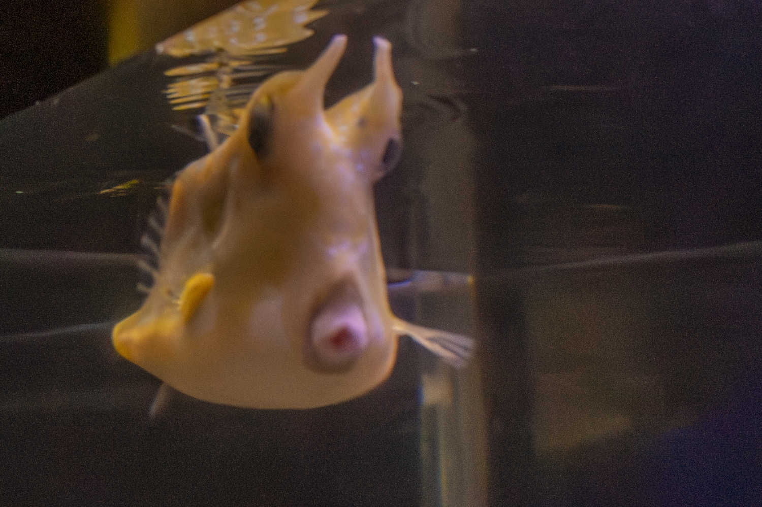 Curious Longhorn Cowfish Up Close