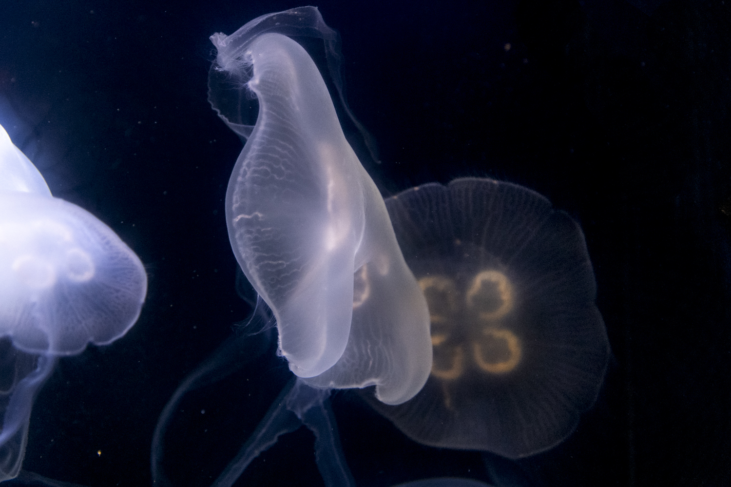 Moon Jellyfish Dancing in the Deep