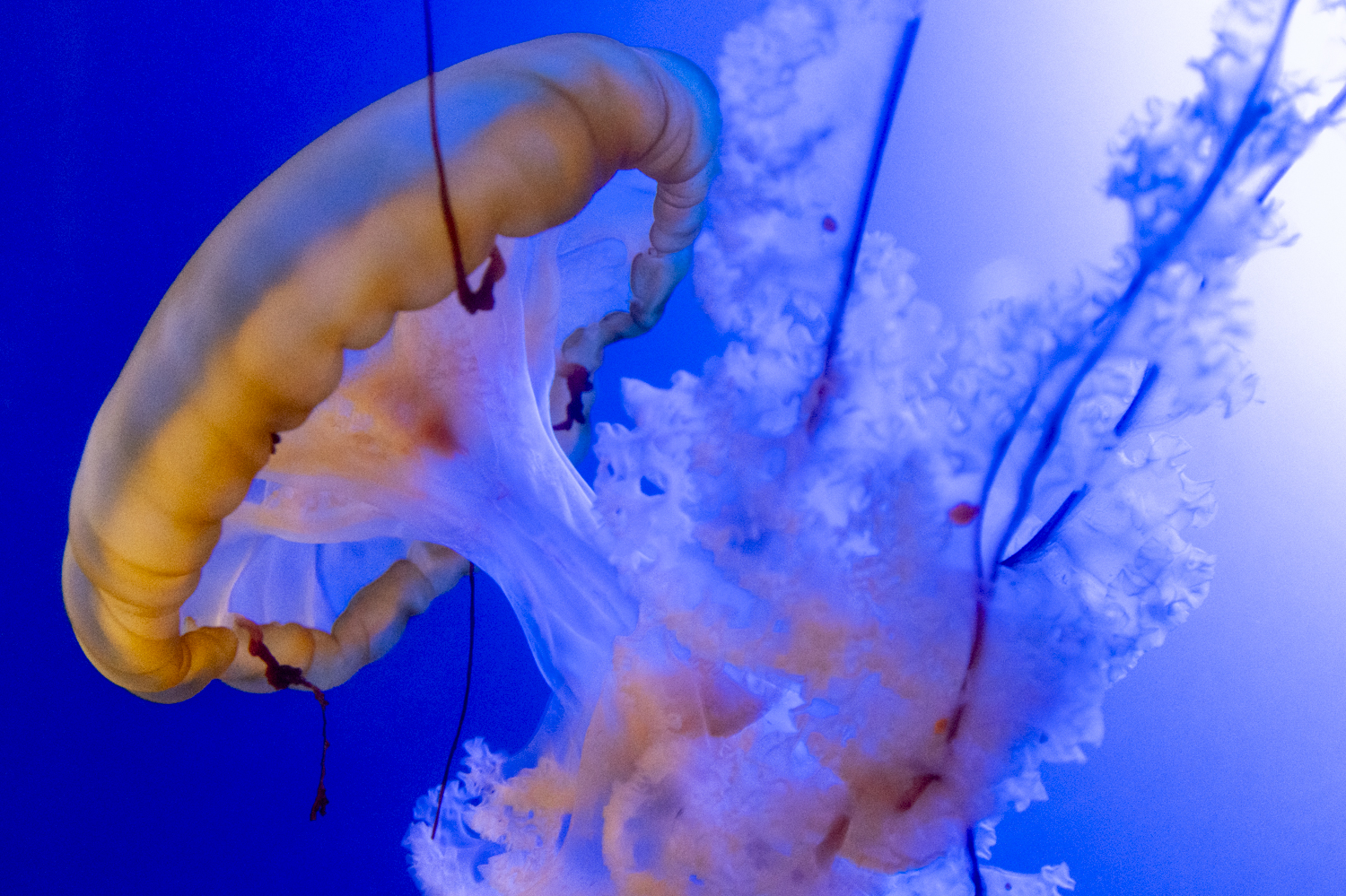 Moon Jellyfish Drifting Through Blue Waters