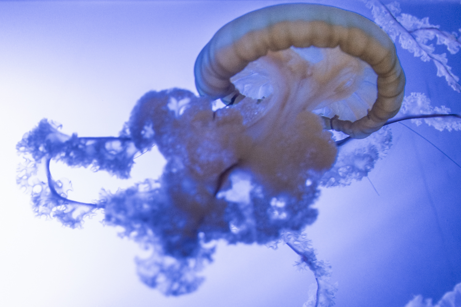 Moon Jelly in Blue – Grace Beneath the Surface